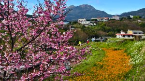 #平菁街 #鵝尾山梯田 #廣佑聖王廟 #寒櫻巷 #夕陽 1/24&25