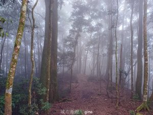 【台中和平】迷霧山林。 谷關七雄~屋我尾山(大雪山北登山口)