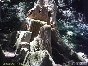 兒玉(自忠)山、東水山、東水山西峰及特富野古道O繞。