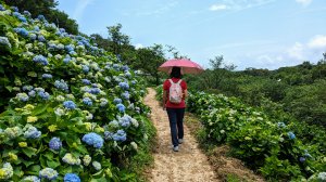 萬里高家繡球花園