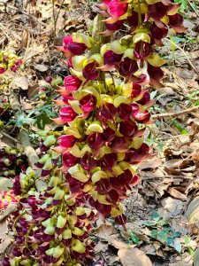 草尾嶺血藤滿山開