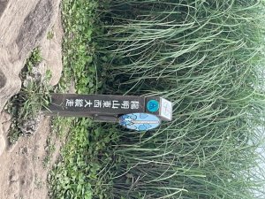 七星山