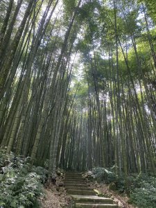 玩味山行/頂湖步道