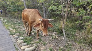 台中大縱走大肚山南段縱走六大步道