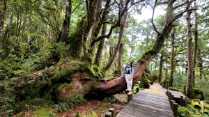 太平山森林遊樂區，檜木原始林步道，九寮溪自然步道，戈霸瀑布，開眼崙登山步道
