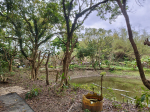 [高雄內門][二]鯉魚山、狗頭山、中心崙、久采崙、馬頭山、嶺頂