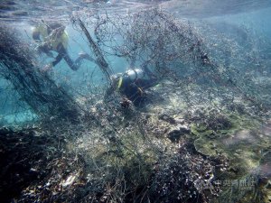 【新聞】東吉嶼薰衣草森林珊瑚礁險遭難 海管處清除漁網