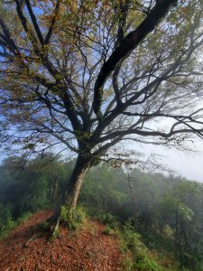 藍天，白雲，秋芒，大白山賞松蘿、山毛櫸（原路來回）