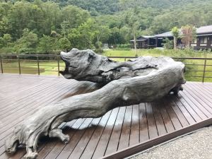 雙溪區大埤古道左線+柑腳山+570峰+大埤格+大埤古道右線O型