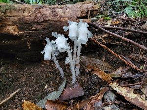 北得拉曼-2020406