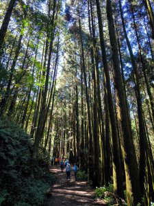 2026-09-06 石山引水道+阿毛巨木