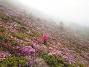 滿山遍野杜鵑花 合歡山群峰健行之旅