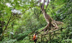 三峽大板根森林遊樂區，幹花榕大板根，九丁榕大板根，國寶級巨大魚藤，彩虹吊橋，茶葉歷史文物館