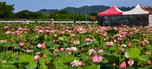 金山清水濕地 5/31 #牡丹蓮 #香水蓮