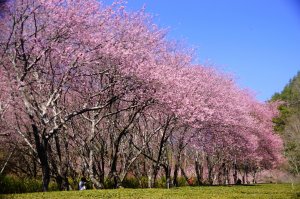 2020武陵櫻花季