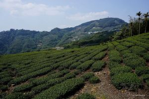 【嘉義】隙頂山東南峰、南阿郡、山美西