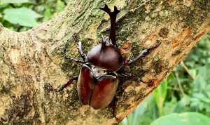 甲蟲的故鄉，桃園福源山