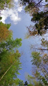 林相優美的臺中長壽山/肥崠山 - 鳶嘴西稜步道