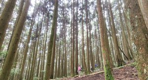 【中級山】夢裡的森林，令人嚮往，新竹民都有山
