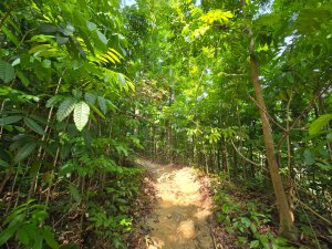 2025-04-21 茶頂山桃花心木步道