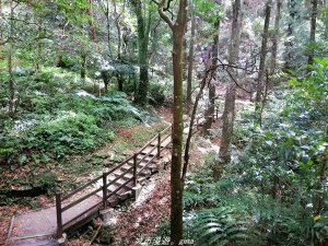 【桃園。復興】漫步柳杉林間 小百岳集起來。編號22小百岳~東眼山自導式步道