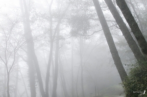 【環境】「捕霧」追水 學者：台灣冬季很保溼