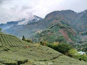 【嘉義梅山】雲霧裊裊似仙境。 瑞太古道 x大風埕觀日峰x油車寮步道