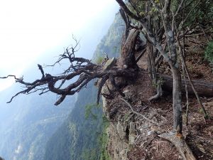 谷關七雄 之 屋東縱走 (屋我尾山 連走 東卯山)