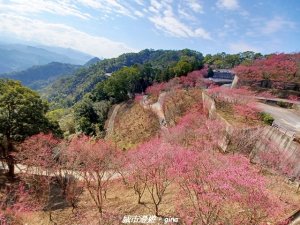 【苗栗獅潭】天晴賞花趣。 協雲宮櫻花步道x獅潭鄉神秘小徑x獅潭義民廟x銅鑼炮仗花海公園