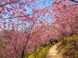 上帝的部落司馬庫斯櫻花+巨木群登山步道+神秘谷步道+獵人步道