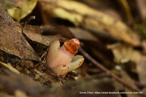 菱形奴草 2025 D0929 天德巷 → 拉卡山  O 走
