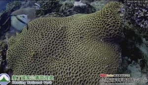 【新聞】105年度墾丁國家公園珊瑚產卵實況直播開始了!