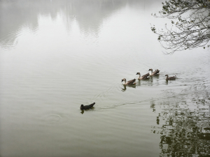 南庄向天湖: 三山連走 + 環湖漫步