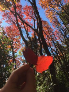 灰灰的鳶嘴；紅紅的稍來