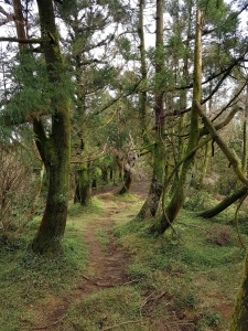 頂山 原味冬賞