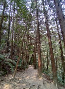 台中和平-裡冷上唐麻丹山-蝴蝶谷環形