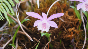 《台中》訪一葉蘭｜大雪山210林道（船型山林道）上烏石坑山