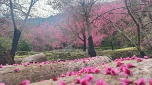 從一口名泉開始的療癒旅程　八仙山櫻花季限定體驗