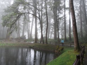 【山系野遊】雨中漫步-阿里山巨木群步道