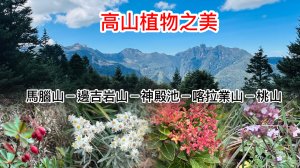 【高山植物之美】馬腦山－邊吉岩山－神殿池－喀拉業山－桃山