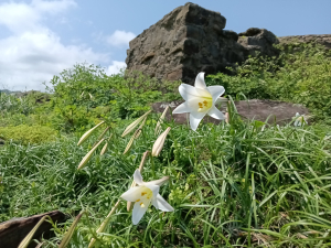 貢寮區龍洞灣岬步道+大禮堂海岸+釣客小徑+金沙灣碉堡野百合