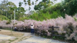 粉嫩的麝香木鮮豔盛綻∥清水溝溪麝香木步道
