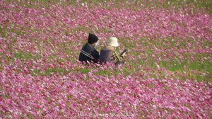 《彰化》鄉間小旅｜猴探井及社頭清水巖波斯菊花海20241215
