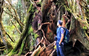 【中級山】是誰，在森林裡施放了魔法與巫術，幽靈草，如此魅惑，魔幻森林塔曼山