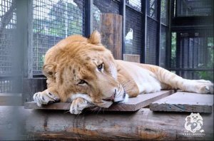 【保育】13隻野生動物大使 認養計畫－獅虎（阿彪）