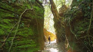 《彰化》原始峽谷｜八卦山一線天步道