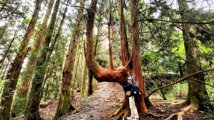 【中級山】五星級步道，谷關七雄馬崙山（八壯士進，斯可巴出）