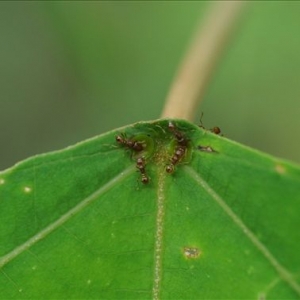 野桐與螞蟻的親密關係