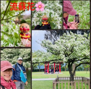 如夢似幻的四月雪-龍潭石管局-流蘇花盛開中