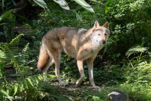 壽山非洲獅、北市灰狼高齡辭世，見證台灣動物園生命教育歷程